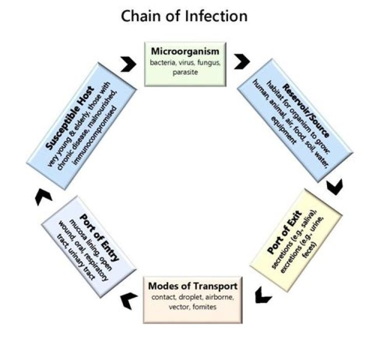 What are the 3 main parts of the chain of infection?
