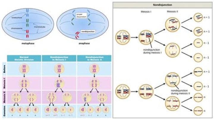What are the 3 types of nondisjunction?