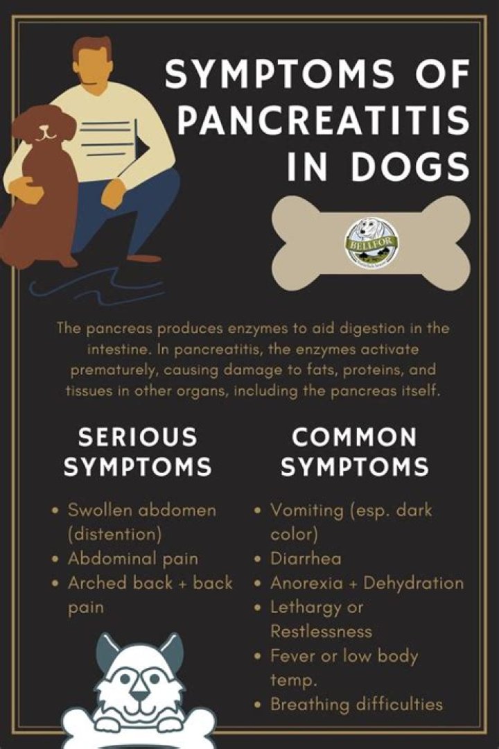 What are the symptoms of pancreatitis in dogs?