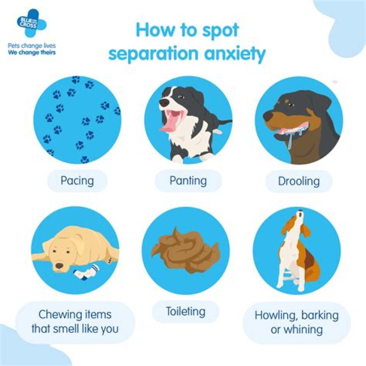 What are the symptoms of separation anxiety in dogs?