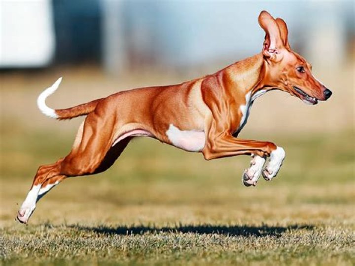 What are the top 10 fastest dog?