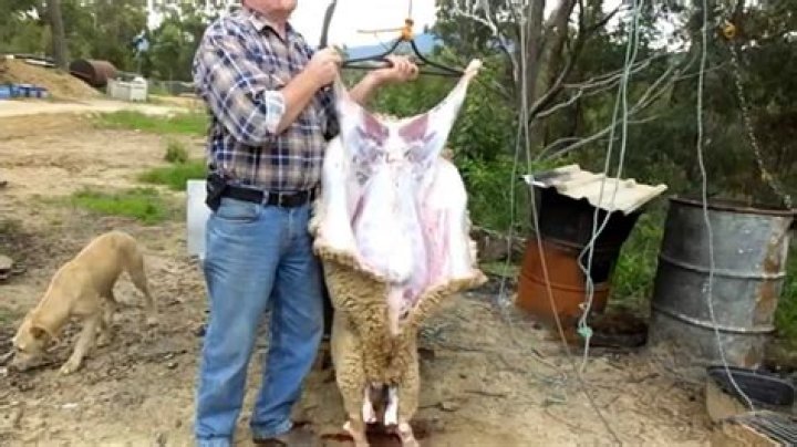 What are the type of slaughtering the animal?