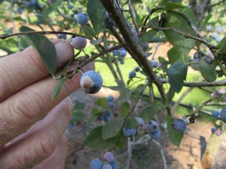 What are the white spots on my blueberries?