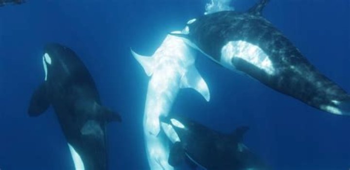 What are they drinking in the movie lighthouse of the orcas?