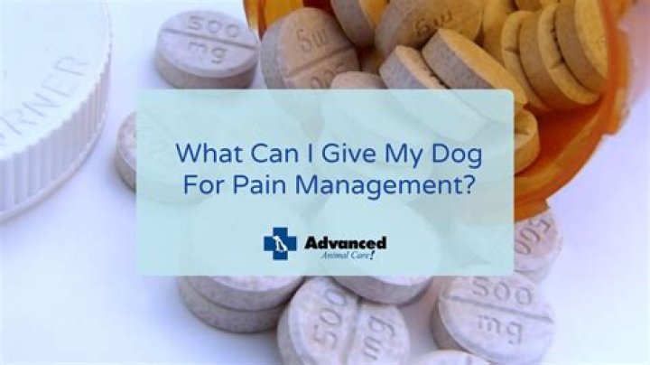 What can I give my dog if he is in pain?