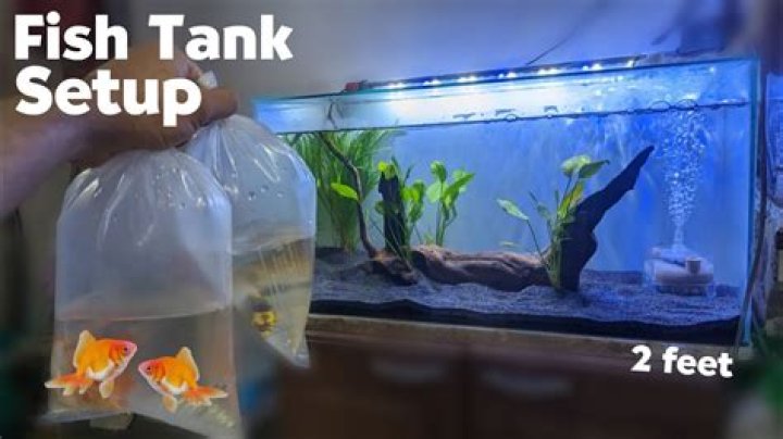 What can I put in my fish tank for decoration?