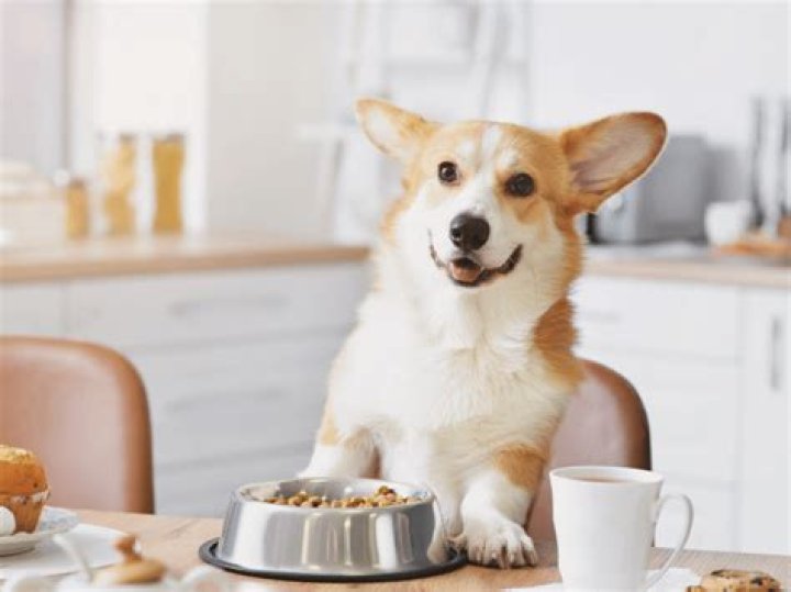 What can you give dogs for breakfast?