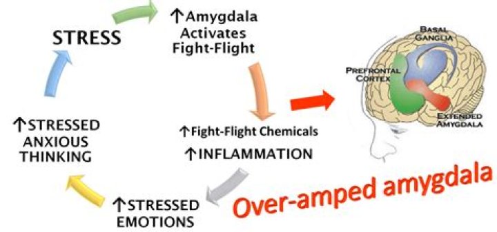 What causes damage to the amygdala?