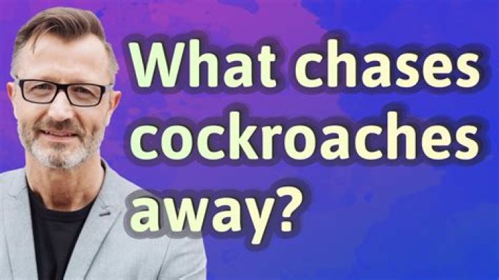 What chases cockroaches away?
