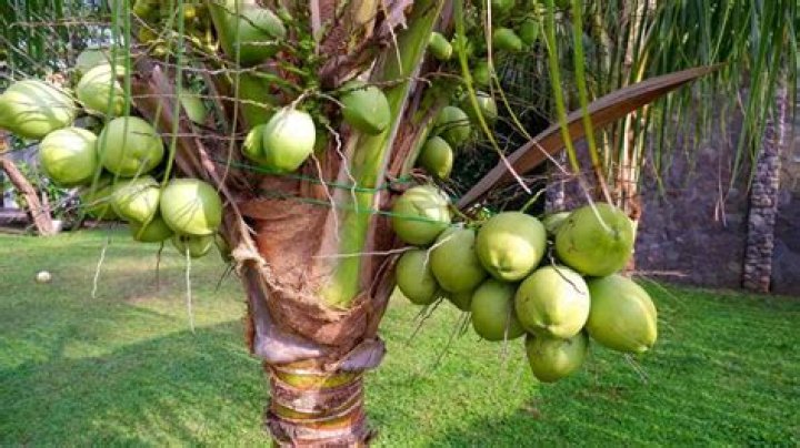 What color are coconuts?