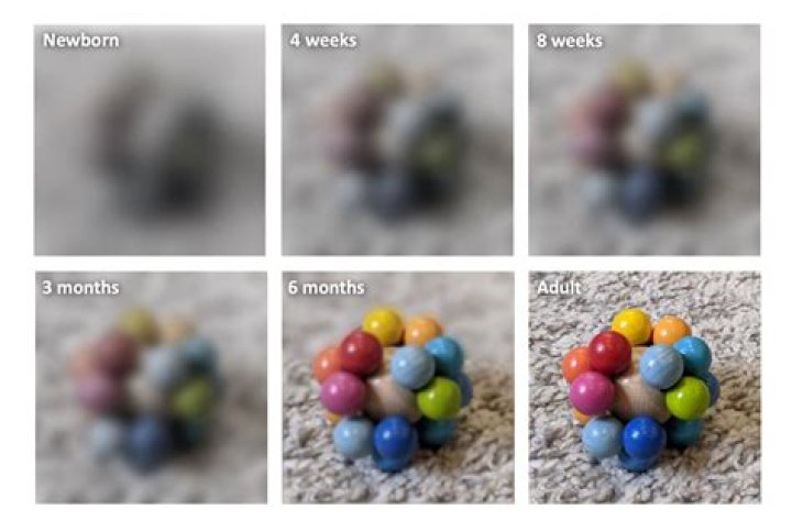 What colors can babies see at 2 months?