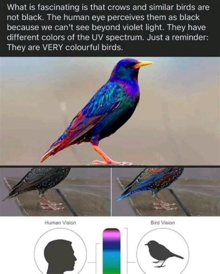 What colors can crows not see?