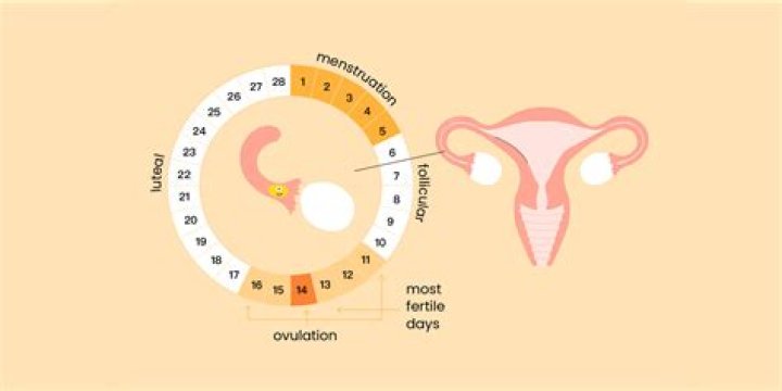 What days of period are heaviest?