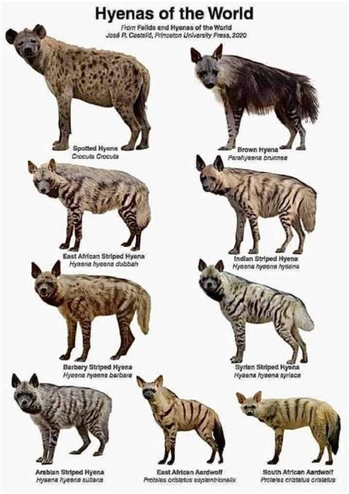 What did hyenas evolve from?
