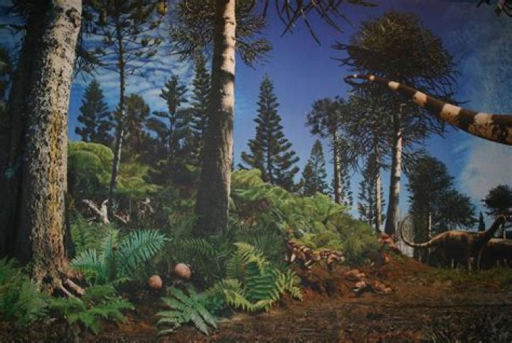 What did trees look like in the Jurassic period?