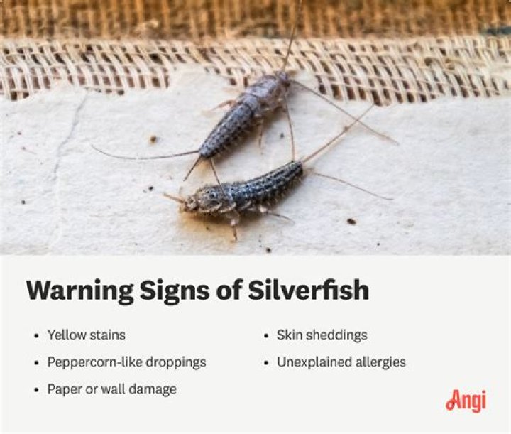 What diseases do silverfish carry?