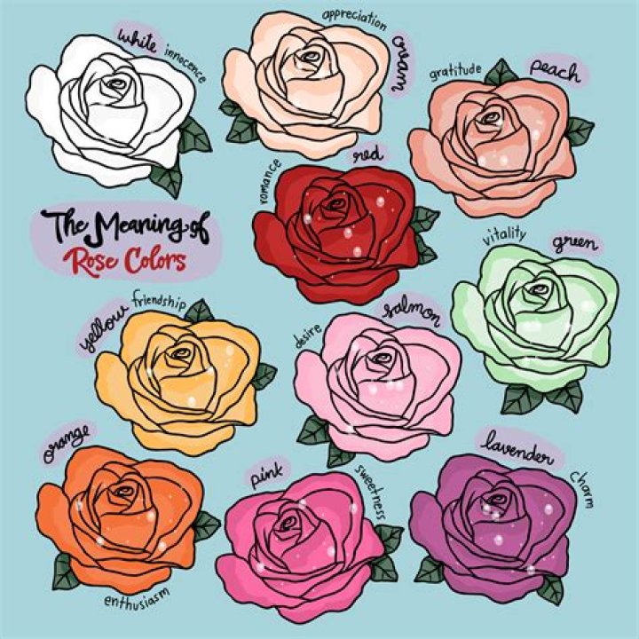 What do 16 roses mean?