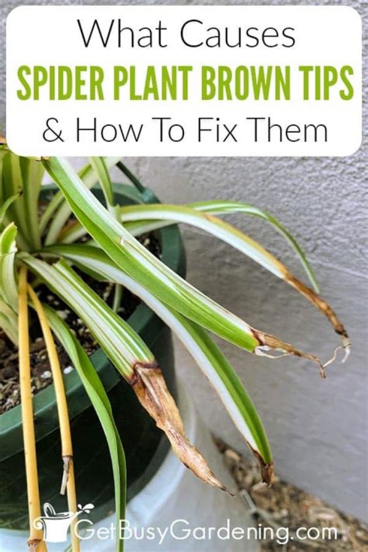 What do brown tips on a plant mean?