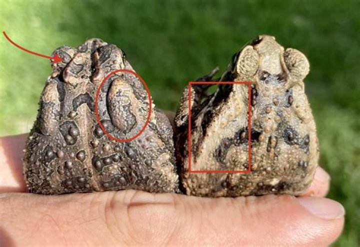 What do cane frogs look like?