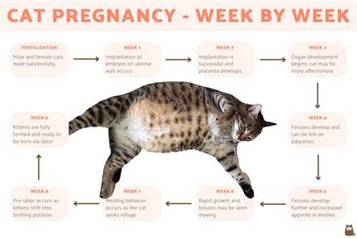 What do cats do when they sense your pregnant?