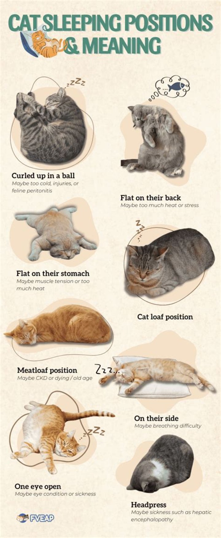 What do cats feel when they are put to sleep?