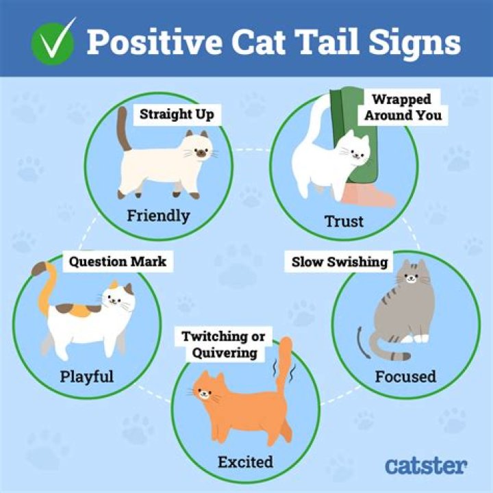 What do cats mean in the Bible?