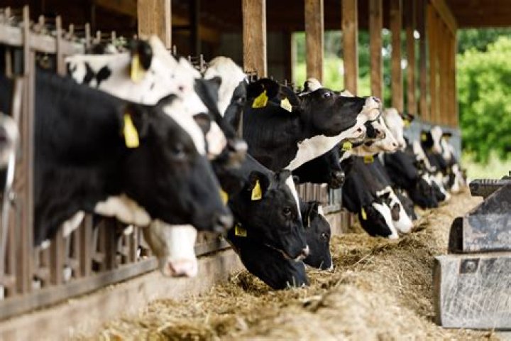 What do cows in the UK eat?