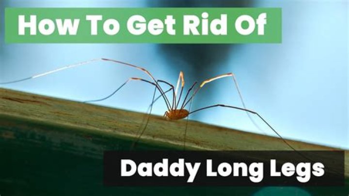 What do Daddy Long Legs want?