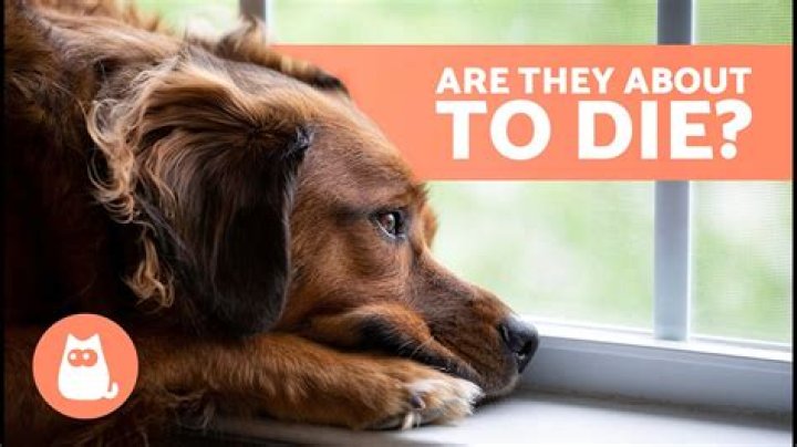 What do dogs do when they're dying?