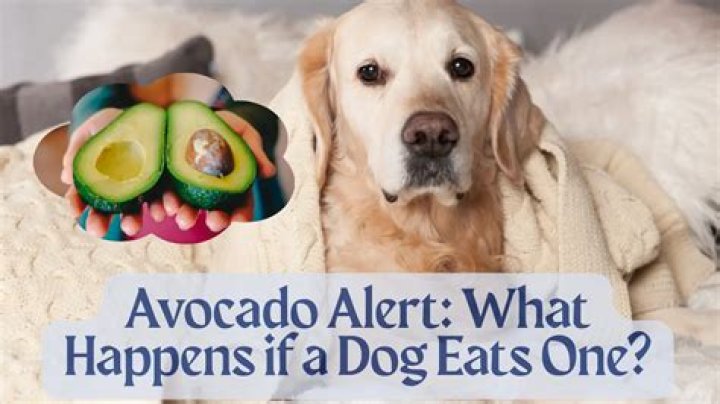What do I do if my dog ate avocado?