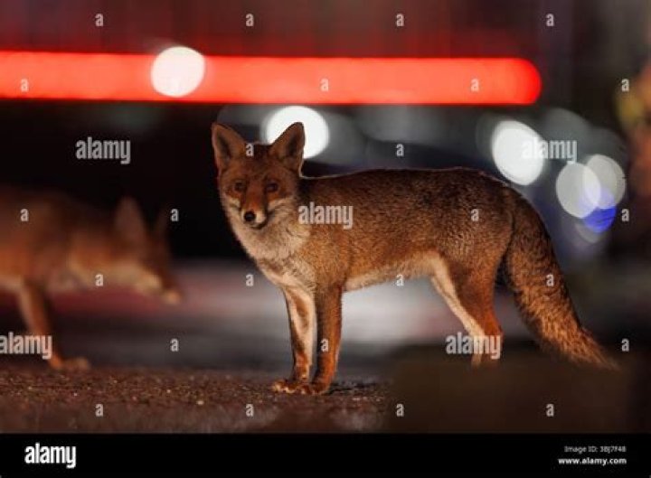 What do kit foxes do at night?