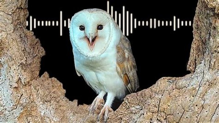 What do owls do when threatened?