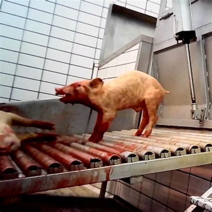 What do slaughterhouses do with brains?