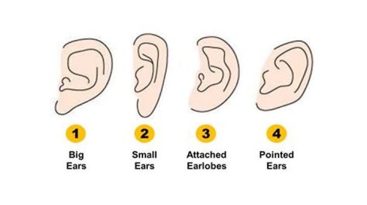 What do small ears indicate?