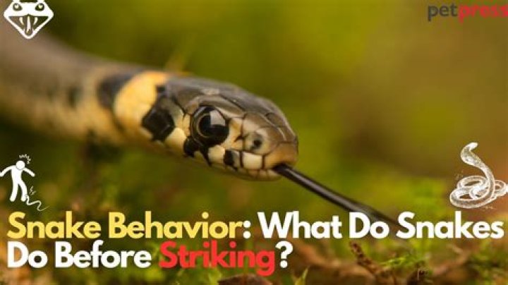 What do snakes do before they strike?