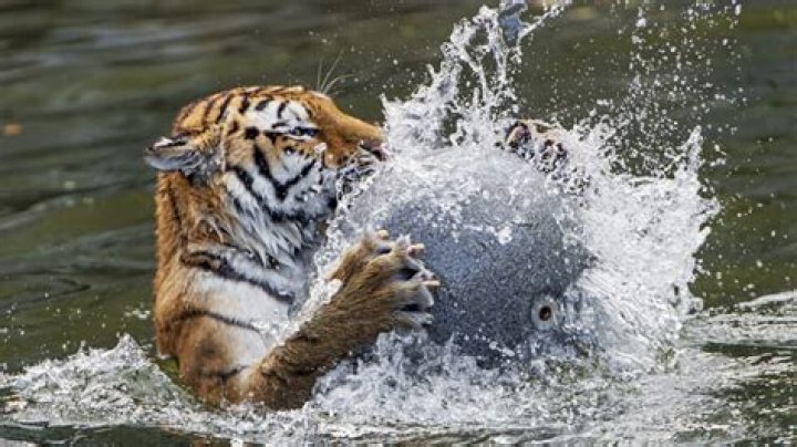What do tigers do for fun?