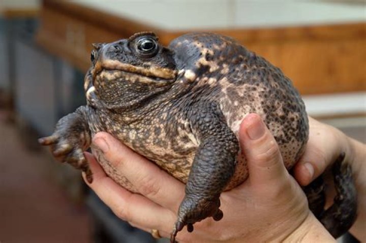 What do toads mean in Chinese culture?