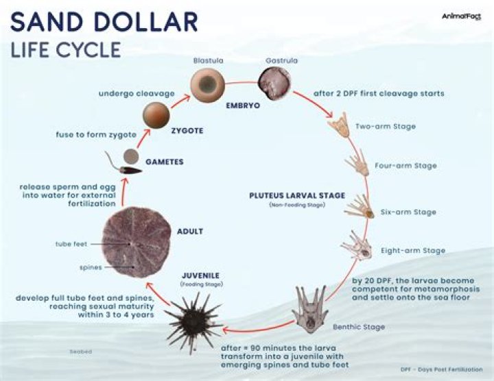 What do you do if you find a live sand dollar?