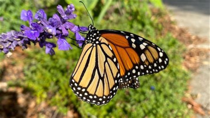 What do you need to raise butterflies?