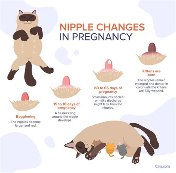 What do your nipples look like early pregnancy?