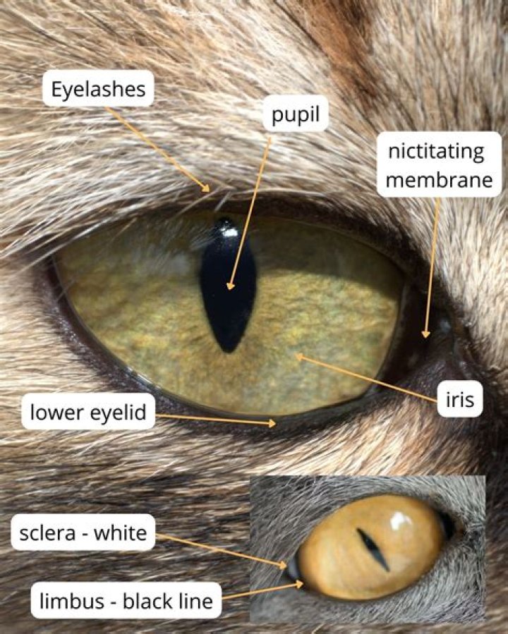 What does a coatis look like?
