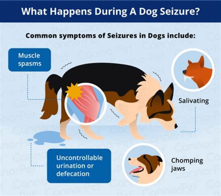 What does a dog seizure look like?