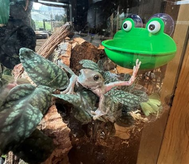 What does a frog in my house mean?