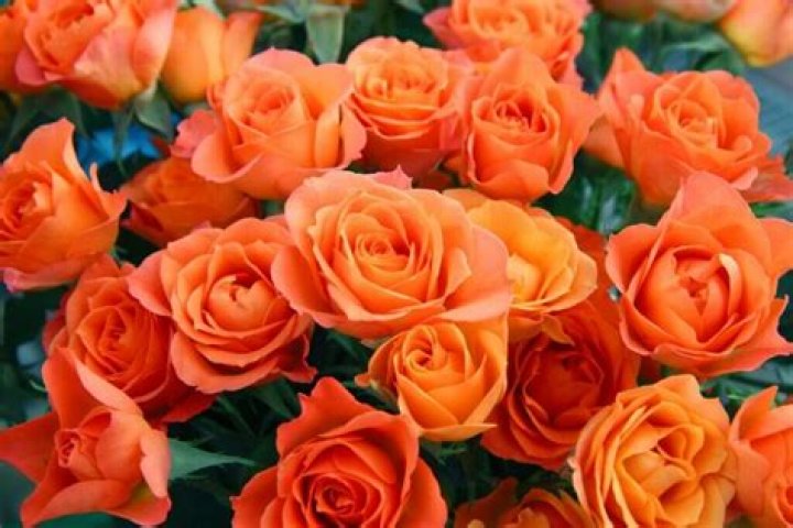 What does a orange rose mean at a funeral?