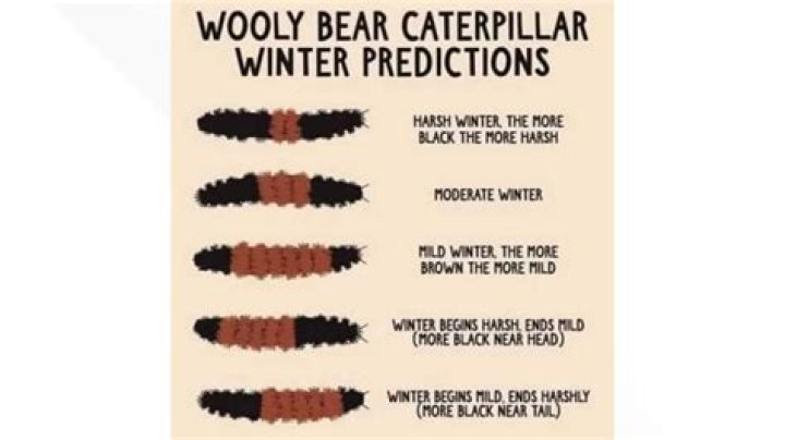 What does an all black Wooly worm mean?