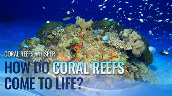 What does coral do in a fish tank?