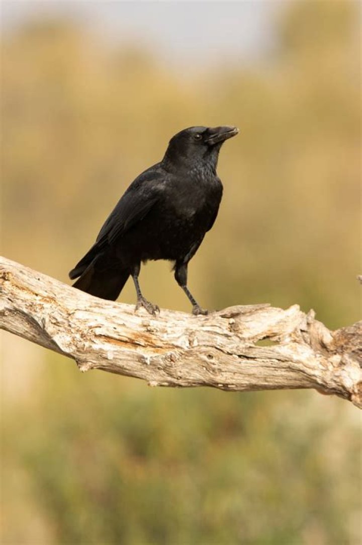 What does crow eater mean in Sons of Anarchy?