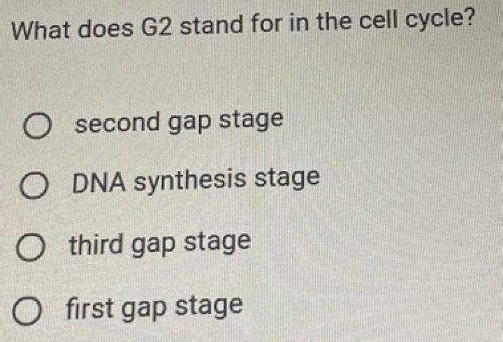 What does G2 stand for and what occurs in this stage?