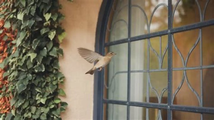 What does it mean if a bird flies into your window?