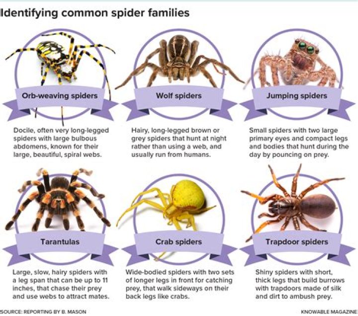 What does it mean to have a spider in your room?